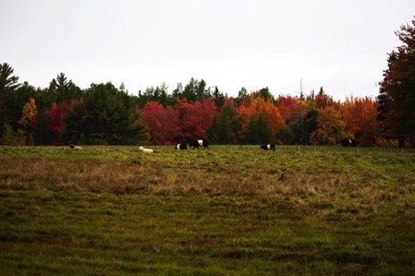 Grazing in Autumn. - NHP259 Grazing in Autumn. - NHP259